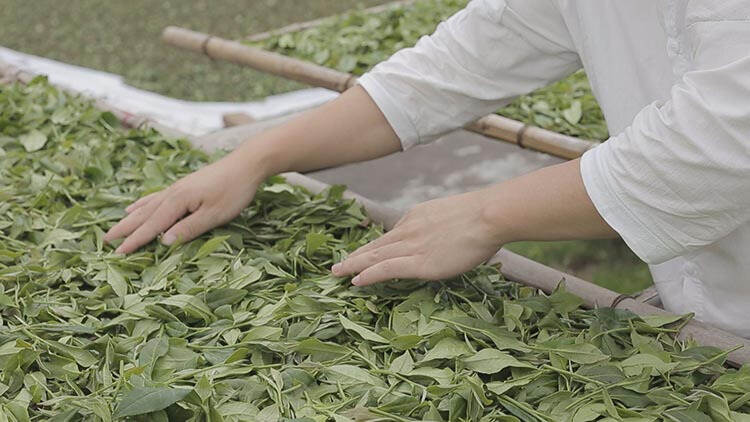 百匠寻茶人：“择一事，终一生”，白茶工匠师陈宝振的制茶工艺