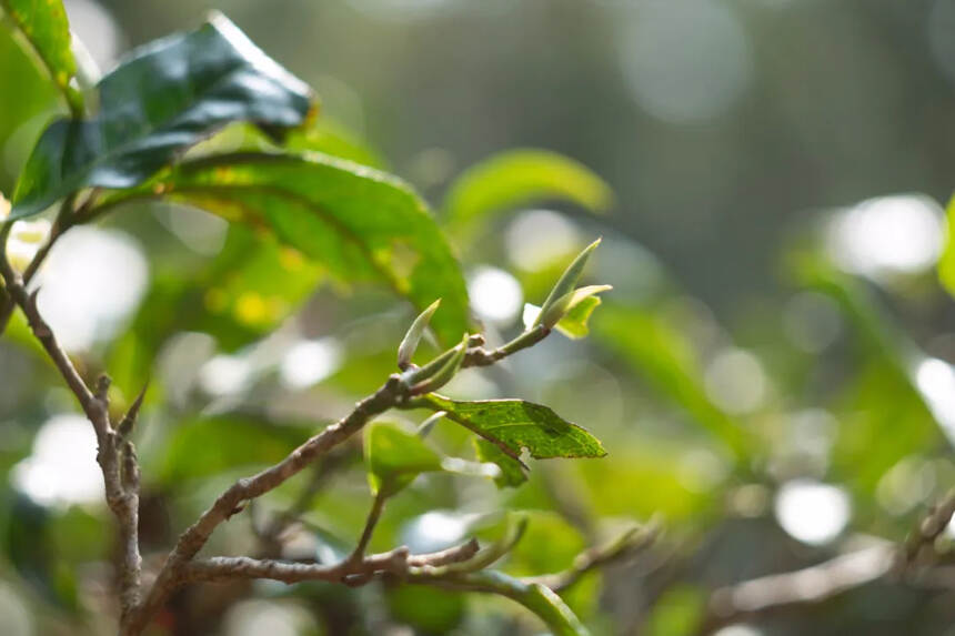普洱茶界的新宠——小叶种，主要分布在哪些茶区？你知道吗？