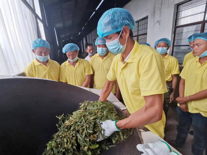 田坝乡联合村：科技赋能为茶产业提质增效