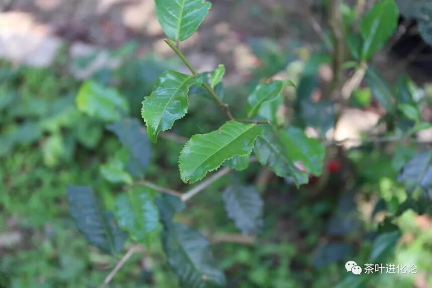 普洱茶界的新宠——小叶种，主要分布在哪些茶区？你知道吗？