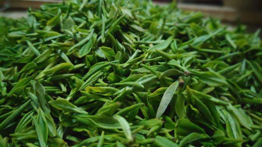 新手选茶难！搞懂1步，中国绿茶500种造型，轻松分为5大类