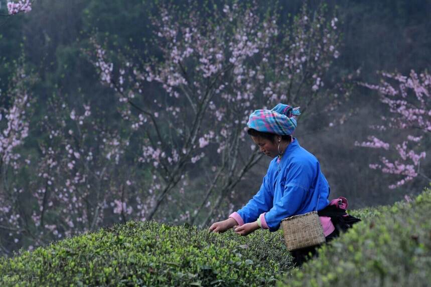 绿茶上市，喝绿茶的好处有哪些？这11款名优绿茶值得期待