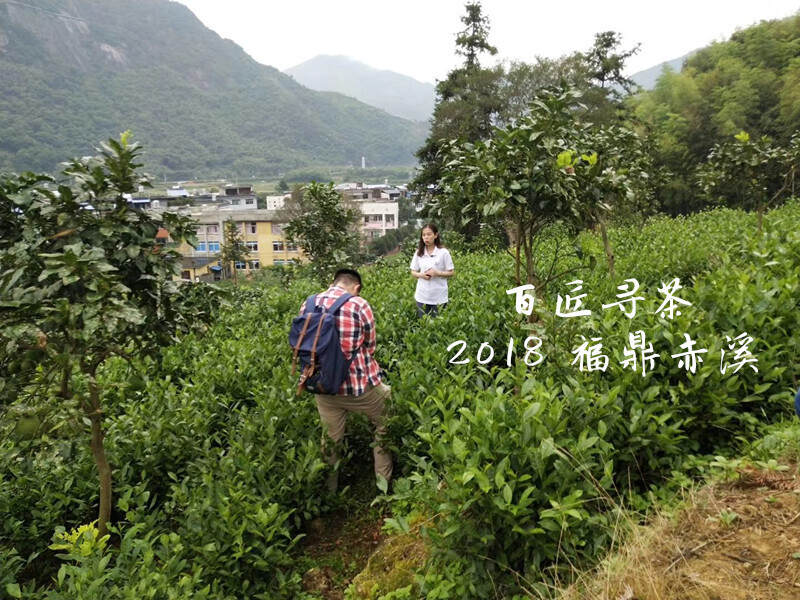 福鼎记事：太姥山下的畲族人讲述中国扶贫第一村的白茶往事