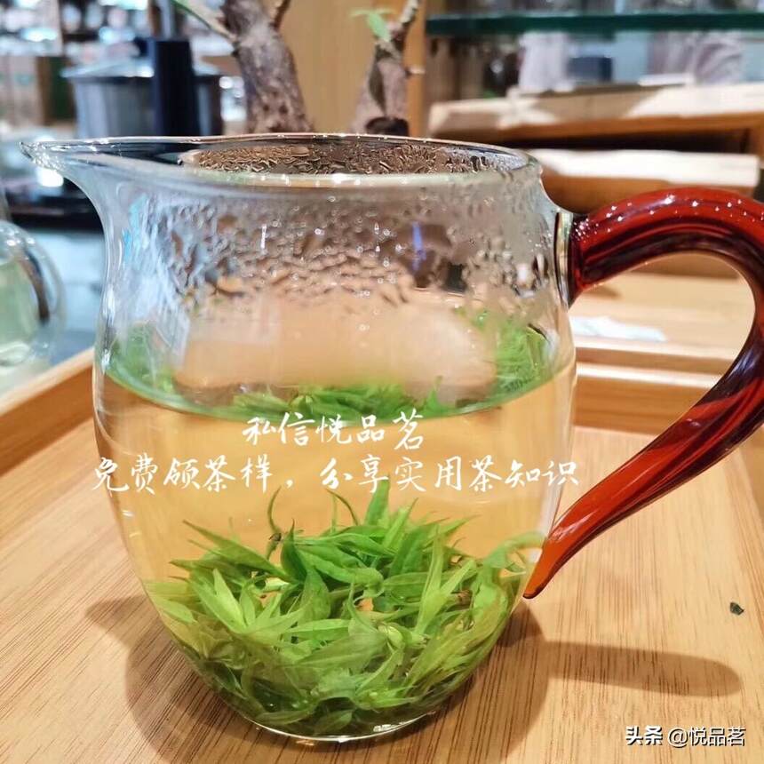 三月春光好，茶香最风华，你知道安吉白茶什么时候采摘的吗