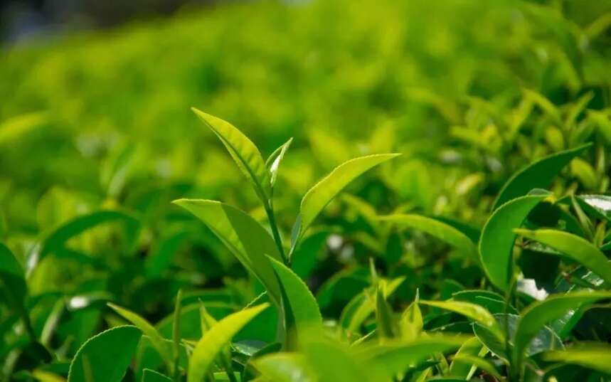 陆羽茶交所分享丨要泡出绿茶的真滋味，这些细节不可少