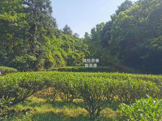 探春·2020年岩茶小品种春茶开始采制