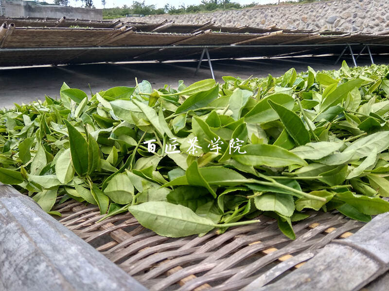 福鼎老茶人古法制茶的奥秘，80%藏在萎凋这一道工序中
