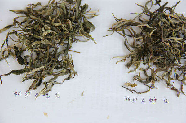 茶山介绍：帕沙古茶山以及帕沙古树普洱茶的特征