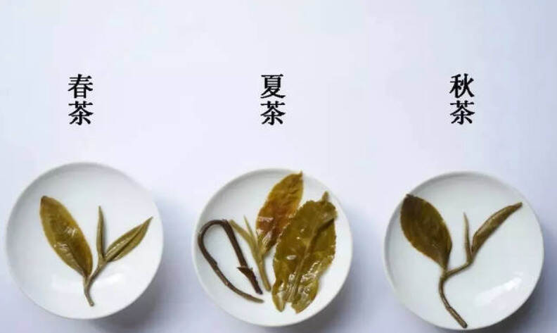 茶知识｜不同季节茶的品质特点