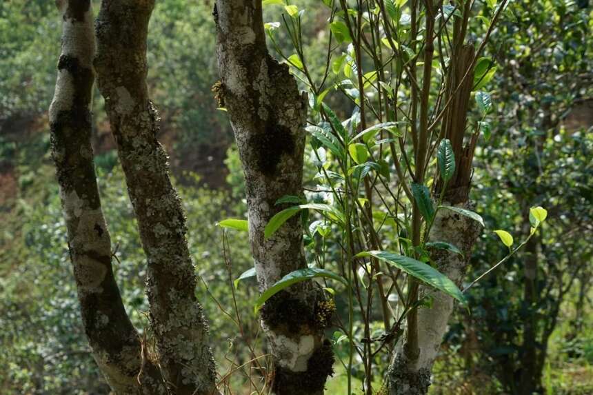 滑竹梁子古茶树，高海拔的山野美韵