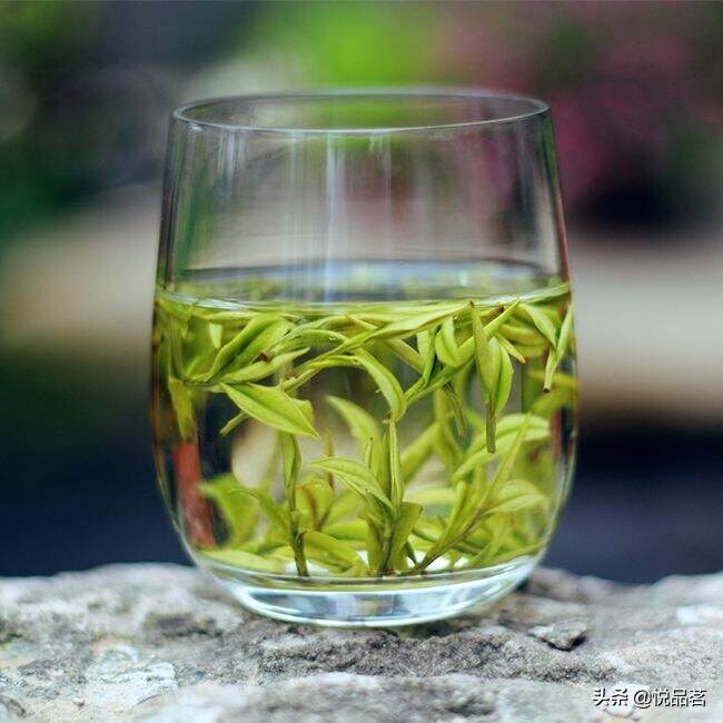 安吉白茶是长着毛的绿茶吗？安吉白茶是怎样子的？
