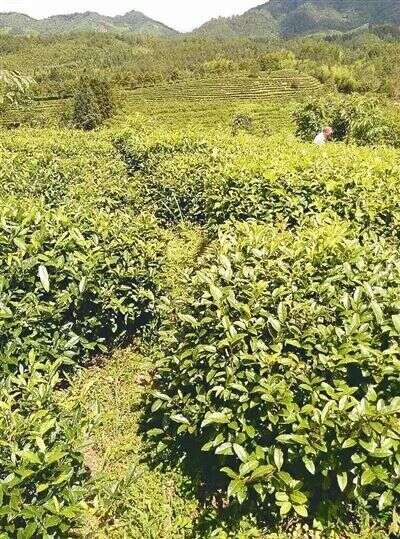 松溪白茶：千年茶乡的白茶之路走得有点坎坷