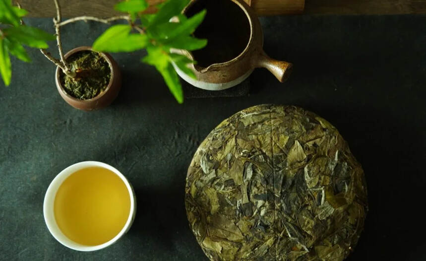 福鼎白茶：高山白茶与平地茶，到底有多大区别？