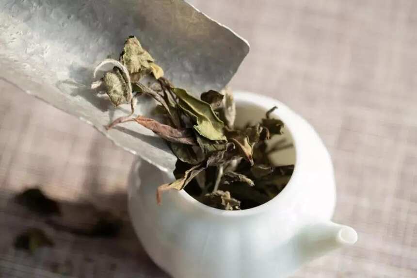 烘干的白茶与未烘干的白茶，如何区别？