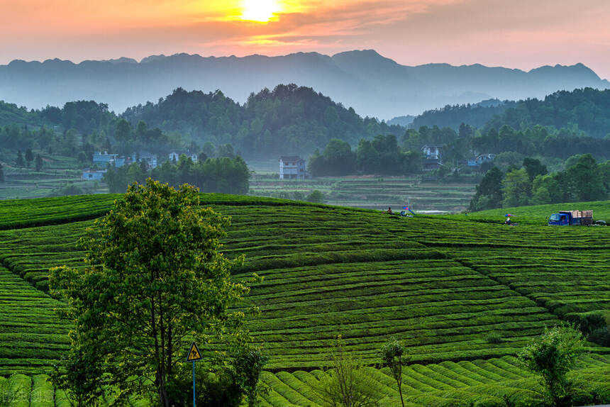 贵州有哪些好茶，哪些茶可以成为贵州的头牌？