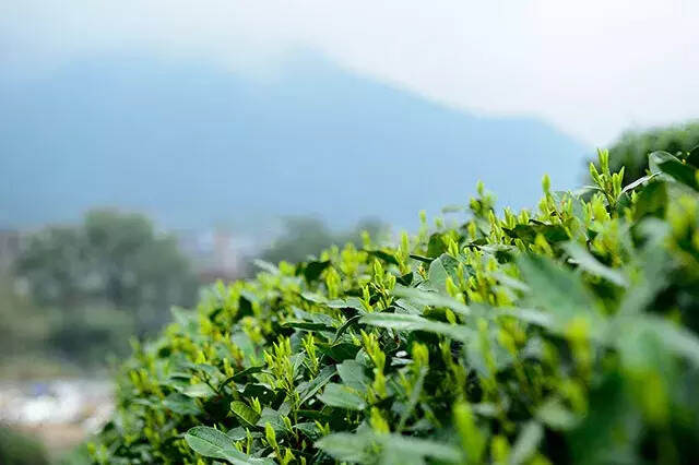 持续降雨不碍春茶上市，艺福堂“三高”好茶将于三月下旬正式开售