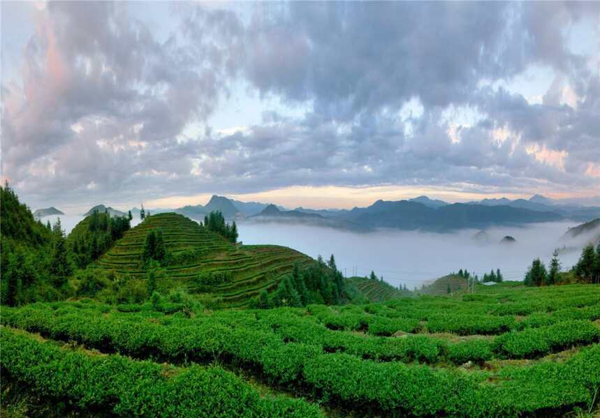 茶文化：中国饮茶方式的历史变化（一）——唐代烹茶
