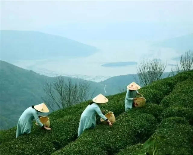 茶友来信：新买的福鼎白茶，香气甜味都有，为何茶汤有点薄？