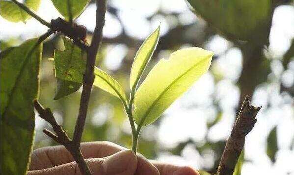 普洱之王老班章茶王树，为何在今年低调起来？