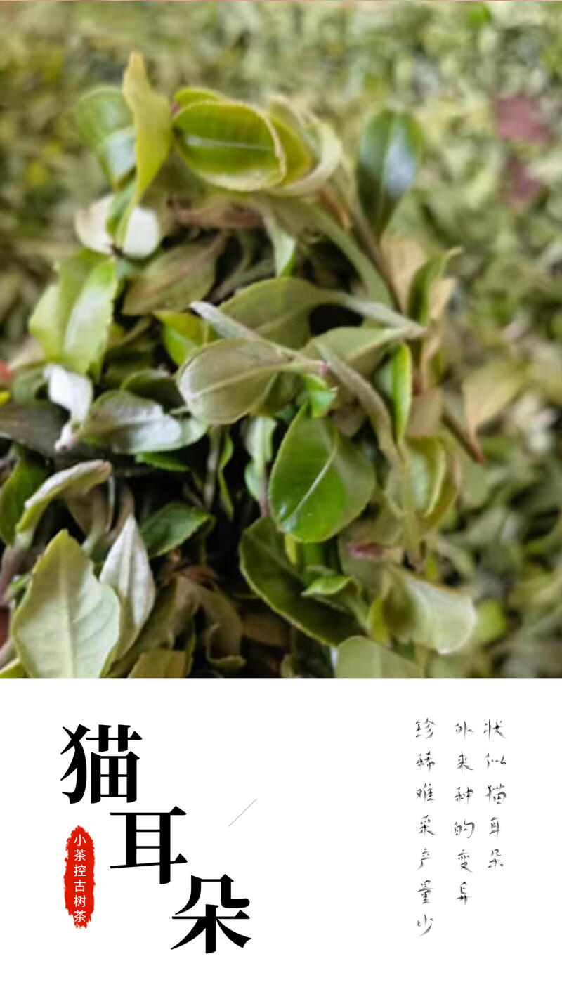 古树春茶才刚开始采摘之际 简单聊聊临沧茶.“茶之九难”和古茶树