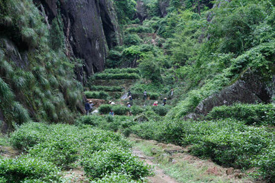 你知道武夷岩茶正岩和半岩的区别吗？