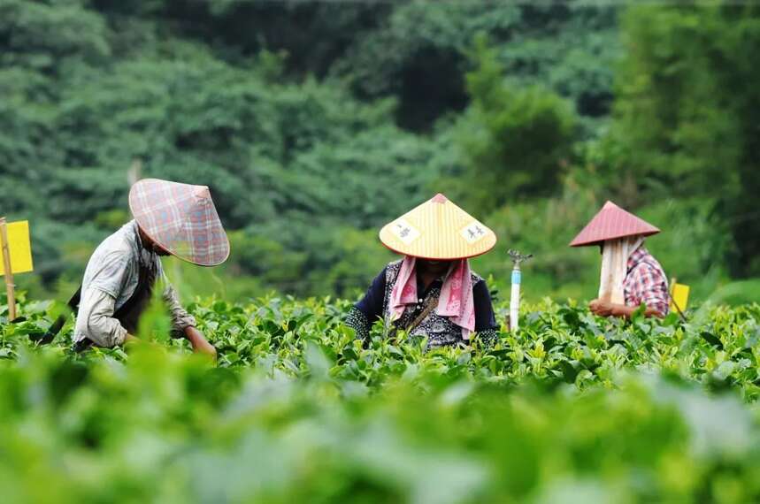 陆羽茶交所资讯丨产量第四，湖北茶产业知名度和品牌如何壮大？