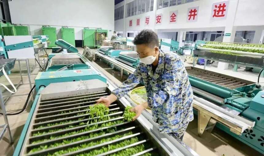 陆羽茶交所咨讯丨农业农村部专家支招，如何加快转变茶业发展方式