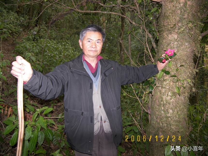 邦崴“过渡型古茶树”为何被称为茶树中的“熊猫”？