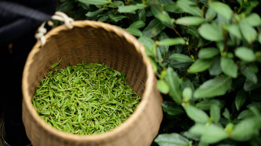 陆羽茶交所资讯丨产量第四，湖北茶产业知名度和品牌如何壮大？