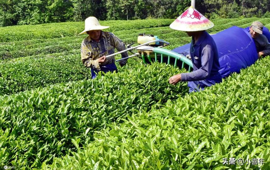 茶叶生产过程中的“黑科技”，是我国农业生产技术发展的见证