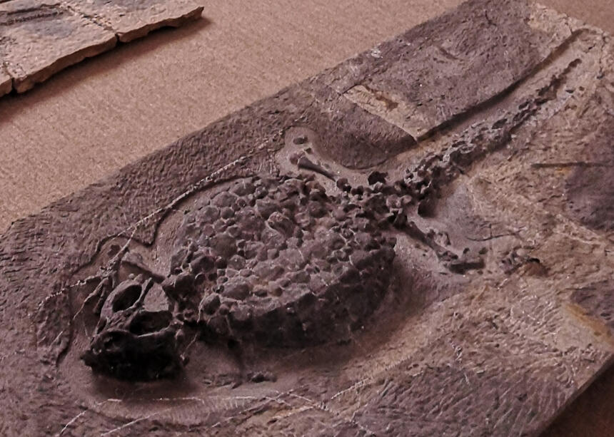 贵州龙化石，新铺中国豆齿龙
