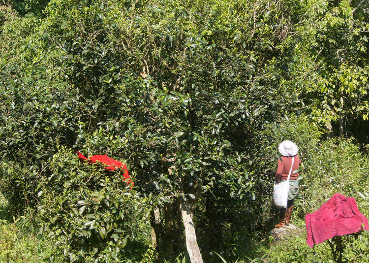 坝糯藤条茶树，艺术与自然的融合