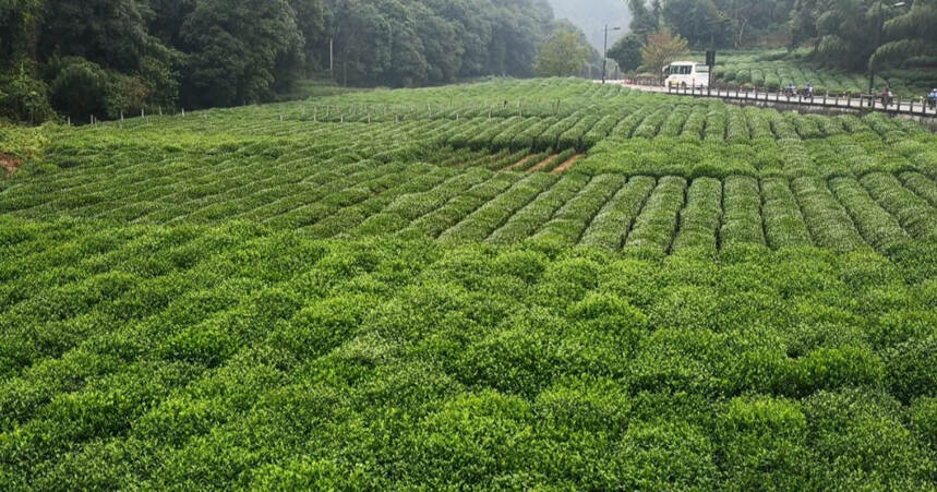 陆羽茶交所分享丨2022-2026年中国茶叶行业发展预测分析