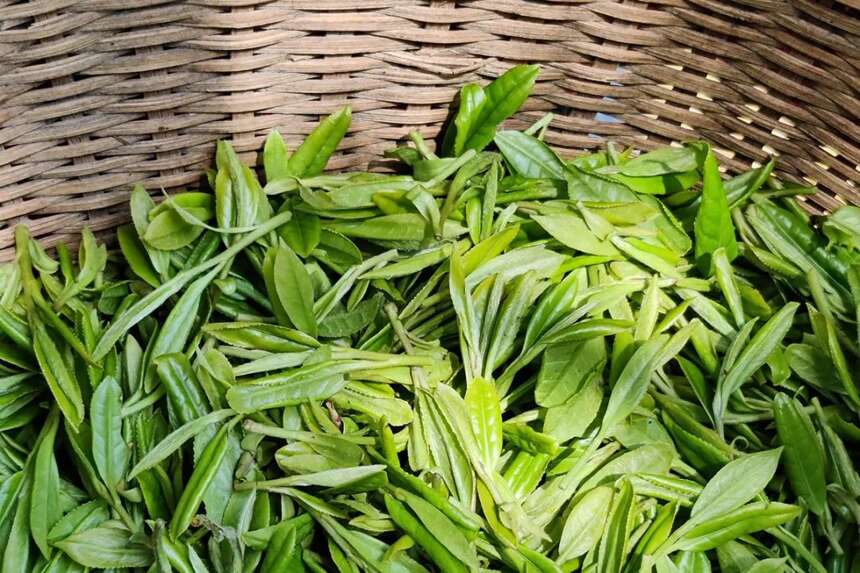 陆羽茶交所分享丨2022-2026年中国茶叶行业发展预测分析