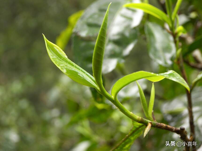 冷知识：世界上有专门的绿茶树、红茶树、白茶树吗？