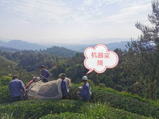 探春·2020年岩茶小品种春茶开始采制