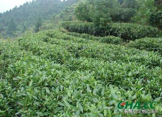 六堡茶产业迎来腾飞 广西扩大茶园种植面积