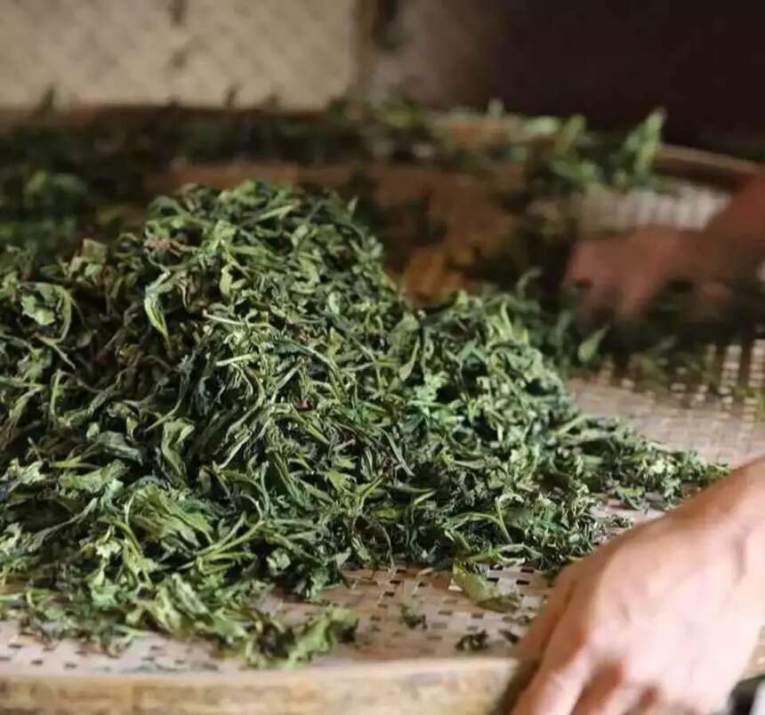 今日追根溯源，带你了解传统白茶制作工艺的奥义
