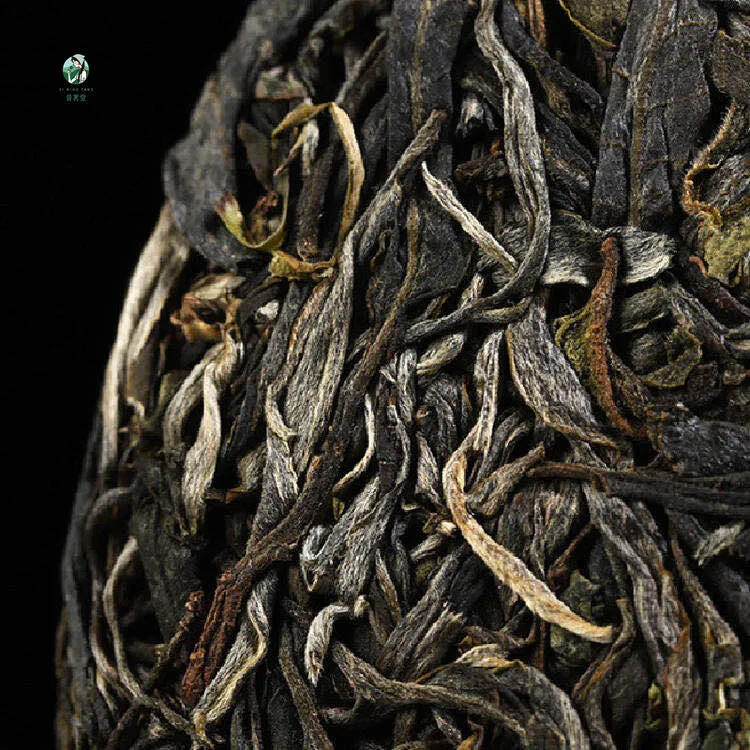 易武高杆茶，深入无人秘境，体验原始高杆茶的野性力量