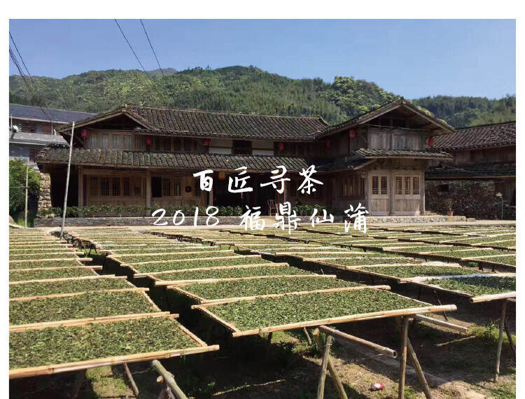 福鼎深山里的长寿村：仙蒲古村，不食人间烟火的古法白茶