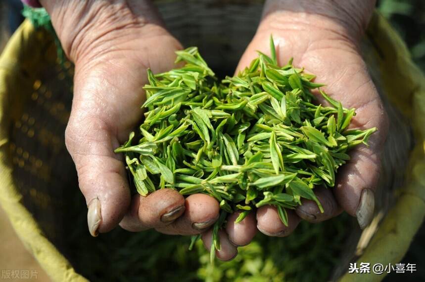 盘点我国各省区主产的茶叶，你的家乡上榜了吗？