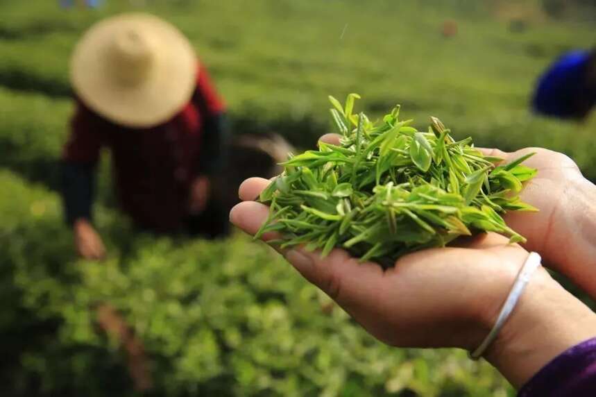 陆羽茶交所分享丨盘点中国六大茶叶文化知识