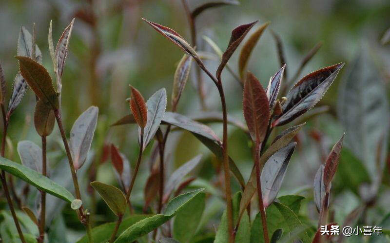 涨知识时间到：茶树上不只长绿叶，还会长紫叶？