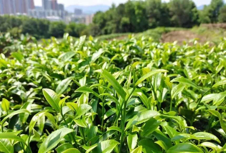 陆羽国际集团快讯丨《2022中国春茶产销形势报告》出炉