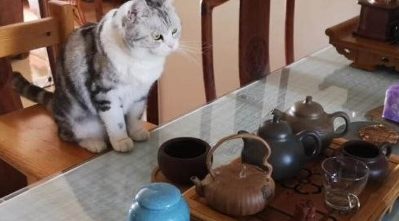 茶与猫｜家有顽猫