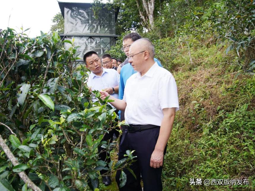 朱家伟在勐腊县调研茶产业发展和农民增收情况时强调：抓实产业发展 提升人居环境 促进农民群众持续增收