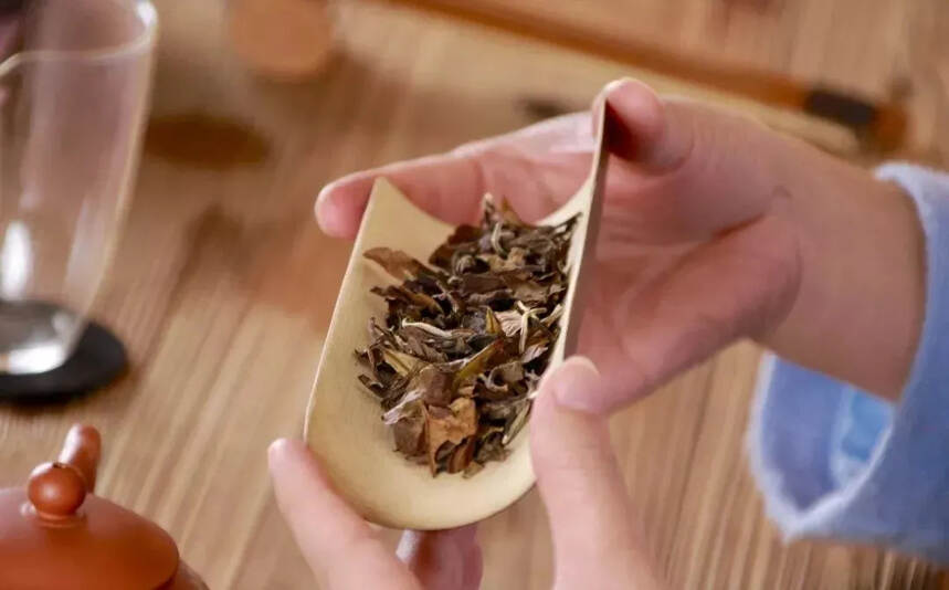 老白茶叶底的外观、香气、弹性，透露出它的品质