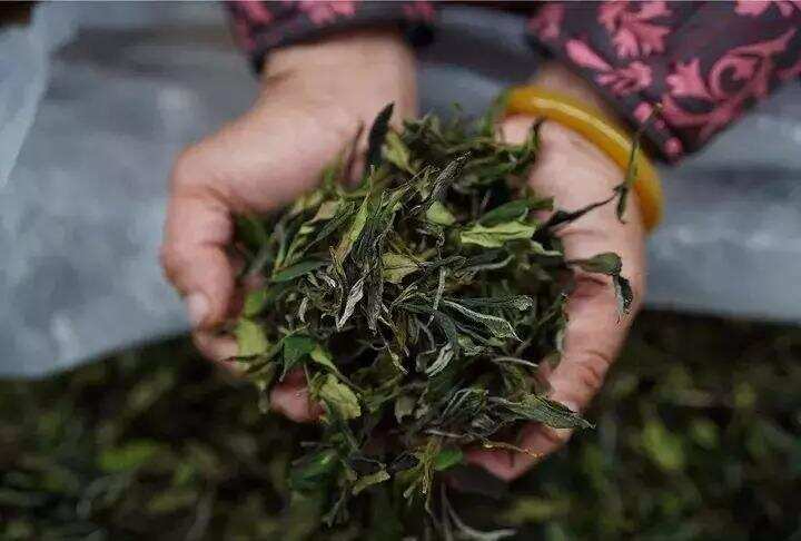 找茶难，买茶难！那做一个福鼎白茶的生产者，最难的是什么？