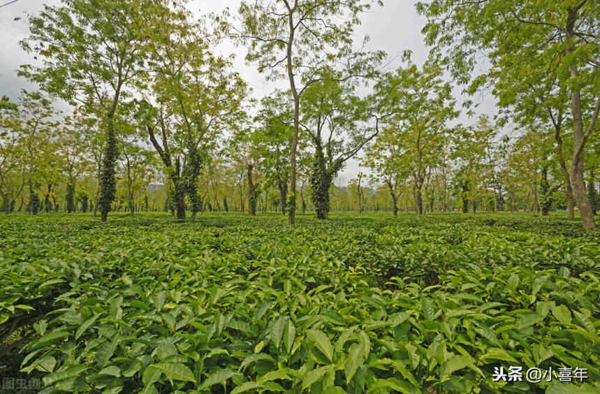 中国VS印度，茶树究竟起源于哪里？