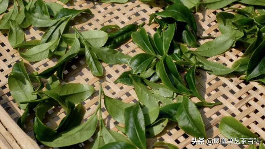 凤凰单丛茶-宋种